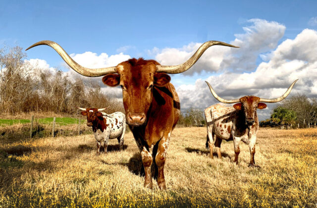 What is Texas Known For? 35 Things TX is Famous For